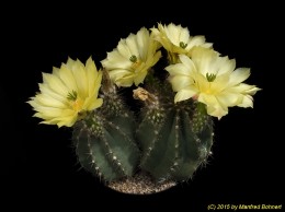 Echinocereus stoloniferus ssp. tayopensis 752